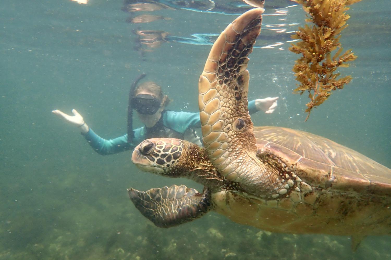 一名<a href='http://y4xv.litpliant.net'>全球十大赌钱排行app</a>学生在Galápagos群岛游学途中与一只巨龟游泳.